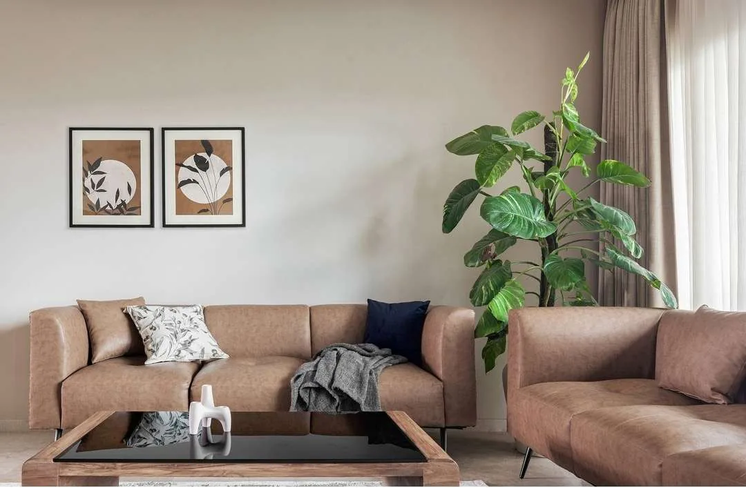 Living room with leather sofas, framed botanical prints and a large indoor plant